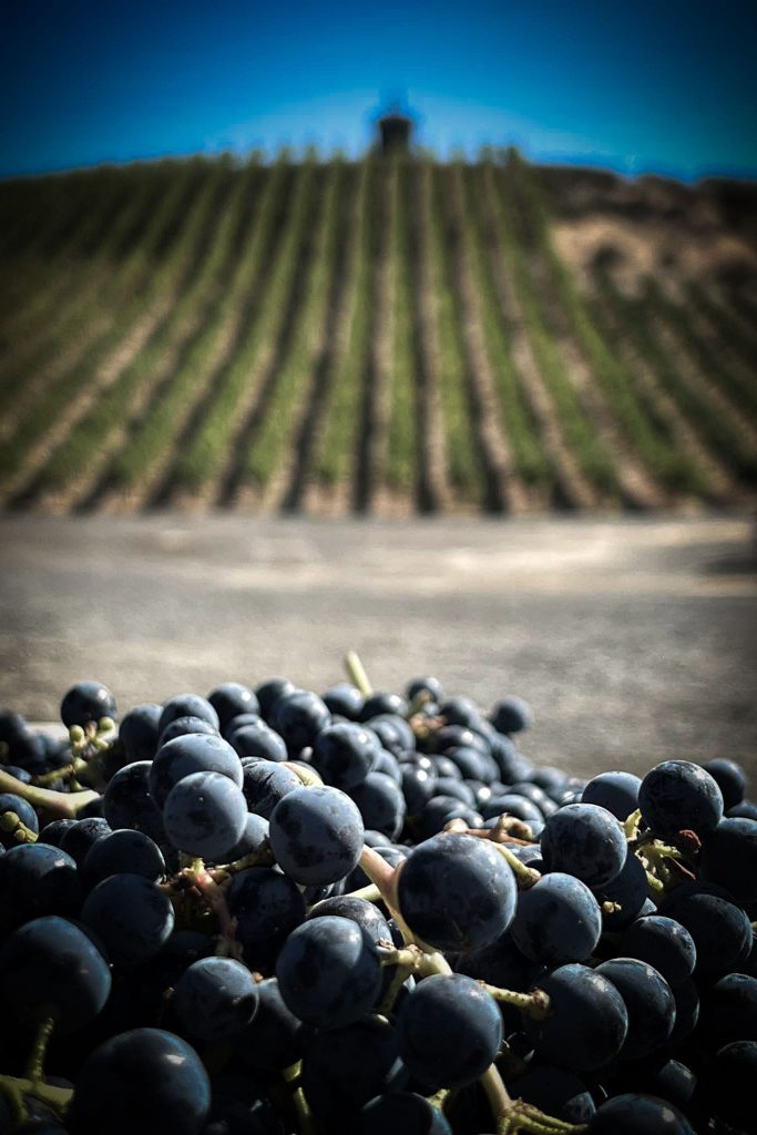 Wine grapes placeholder